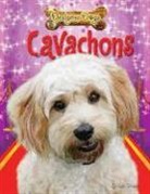 Ruth Owen - Cavachons