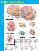 SparkNotes, SparkNotes (COR), SparkNotes - Nervous System Sparkcharts