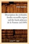 Victor Gauthier, Gauthier v, Gauthier V., GAUTHIER VICTOR, Gauthier V. - Description des echinides