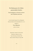 Peter Malzacher - Die Embryogenese des Gehirns paurometaboler Insekten