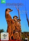 Erdmännchen - Wächter der Wüste