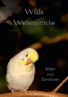Björn Bergmann - Wilde Wellensittiche - Bilder zum Einrahmen! (Tischaufsteller DIN A5 hoch)