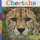 Kate Riggs - Cheetahs