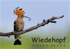 Gerald Wolf - Wiedehopf - Upupa epops (Posterbuch DIN A4 quer)