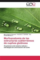 Francisco Cardinali, Francisco J Cardinali, Francisco J. Cardinali, Mar, Ana Cecilia Martínez T., Mario Albert Thevenon... - Morfoanatomía de las estructuras subterráneas de cuphea glutinosa