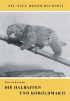 Hans von Boetticher - Die Halbaffen und Koboldmakis