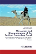 Riaz Hussai Pasha, Riaz Hussain Pasha, Anas Sarwar Qureshi - Microscopy and Ultrasonography of the Testis of Dromedary Camel