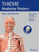 Michael Schuenke, Erik Schulte, Udo Schumacher, Michael Schünke - Thieme Anatomy Poster, English Nomenclature, Bones and Muscles