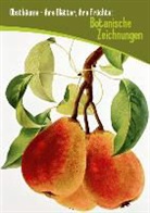 Calvendo - Obstbäume - ihre Blätter, ihre Früchte: Botanische Zeichnungen (Posterbuch DIN A2 hoch)