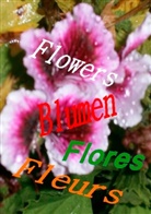 Hendrik Jakobsen - Flowers Blumen Fleurs Flores