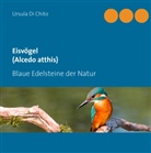 Ursula Di Chito - Eisvögel (Alcedo atthis)