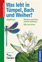 Wolfgan Engelhardt, Wolfgang Engelhardt, Wolfgang (Prof. Dr. Engelhardt, Pete Martin, Peter Martin, Peter (Dr Martin... - Was lebt in Tümpel, Bach und Weiher?