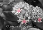 Martina Busch - Couleurs du printemps (Livre poster DIN A3 horizontal)