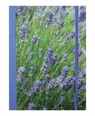 Books Cico, Cico Books, Cico Books, Paperstyle - Lavender Blue Hardback Notebook