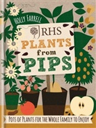 Holly Farrell, Farrell Holly - RHS Plants from Pips
