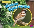 Lisa J Amstutz, Lisa J. Amstutz - House Sparrows