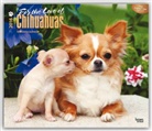 Browntrout Publishers (COR) - For the Love of Chihuahuas 2016 Calendar