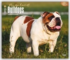 Browntrout Publishers (COR) - For the Love of Bulldogs 2016 Calendar