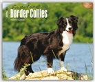 Browntrout Publishers (COR) - For the Love of Border Collies 2016 Calendar