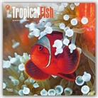 Browntrout Publishers (COR) - Tropical Fish 2016 Calendar