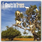 Inc Browntrout Publishers, Browntrout Publishers (COR) - Goats in Trees 2016 Calendar