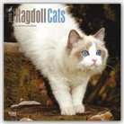 BrownTrout Publisher, Inc Browntrout Publishers, Browntrout Publishers (COR) - Ragdoll Cats 2016 Calendar