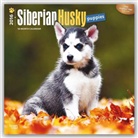 Browntrout Publishers (COR) - Siberian Husky Puppies 2016 Calendar