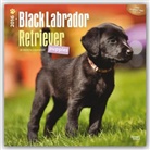 Browntrout Publishers (COR) - Black Labrador Retriever Puppies 2016 Calendar