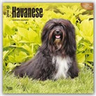 BrownTrout Publisher, Browntrout Publishers (COR) - Havanese 2016 Calendar
