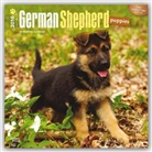 Browntrout Publishers (COR) - German Shepherd Puppies 2016 Calendar
