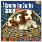 Browntrout Publishers (COR) - Cavalier King Charles Spaniel Puppies 2016 Calendar
