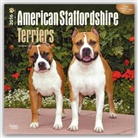 Browntrout Publishers (COR) - American Staffordshire Terriers 2016 Calendar