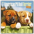 Browntrout Publishers (COR) - American Pit Bull Terrier Puppies 2016 Calendar