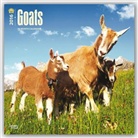 Browntrout Publishers (COR) - Goats 2016 Calendar