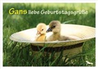 Gans liebe Geburtstagsgrüße