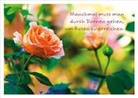 Manchmal muss man durch Dornen gehen, um Rosen zu erreichen