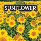Joyce Markovics, Joyce L. Markovics - Sunflower