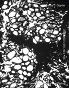 Fanny C. Oppler - Unsichtbar - Kunst und Wissenschaft im Dialog