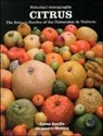 Gema Ancillo Antón, Alejandro Medina Sánchez-Valladares - Citrus