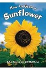 Rigby, Rigby (COR), Various, Rigby - How to Grow a Sunflower