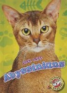 Rebecca Felix - Abyssinians