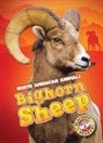 Megan Borgert-Spaniol - Bighorn Sheep