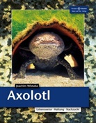 Joachim Wistuba - Axolotl