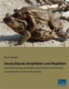 Bruno Dürigen - Deutschlands Amphibien und Reptilien