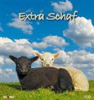 Extra Schaf 2017