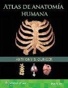Anthony B. Olinger - Atlas De Anatomia Humana