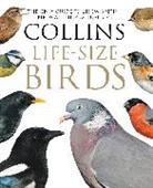 Rob Read, Read Rob, Paul Sterry, Sterry Paul - Birds