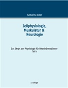 Katharina Ecker - Zellphysiologie, Muskulatur & Neurologie