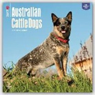 Not Available (NA) - Australian Cattle Dogs 2017 Calendar