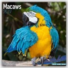 Avonside Publishing Ltd. - Macaws 2017